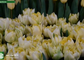 Tulipa Verona (3)